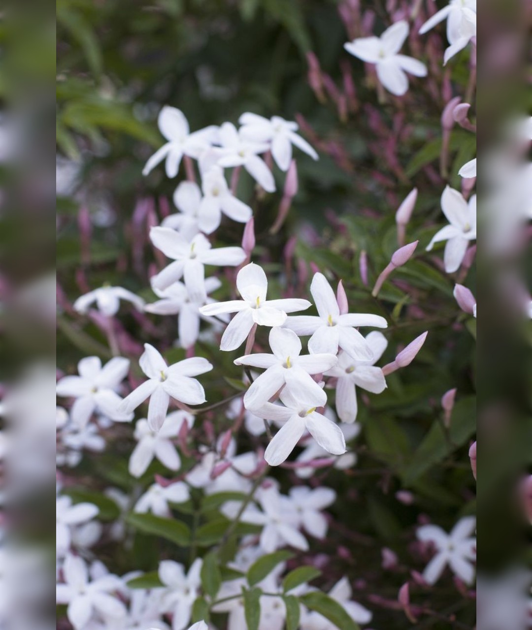 یاس چمپا معطر - تصویر 2