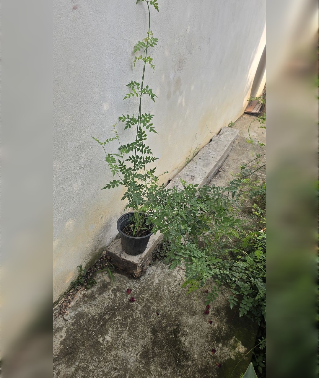 یاس چمپا معطر - تصویر 3