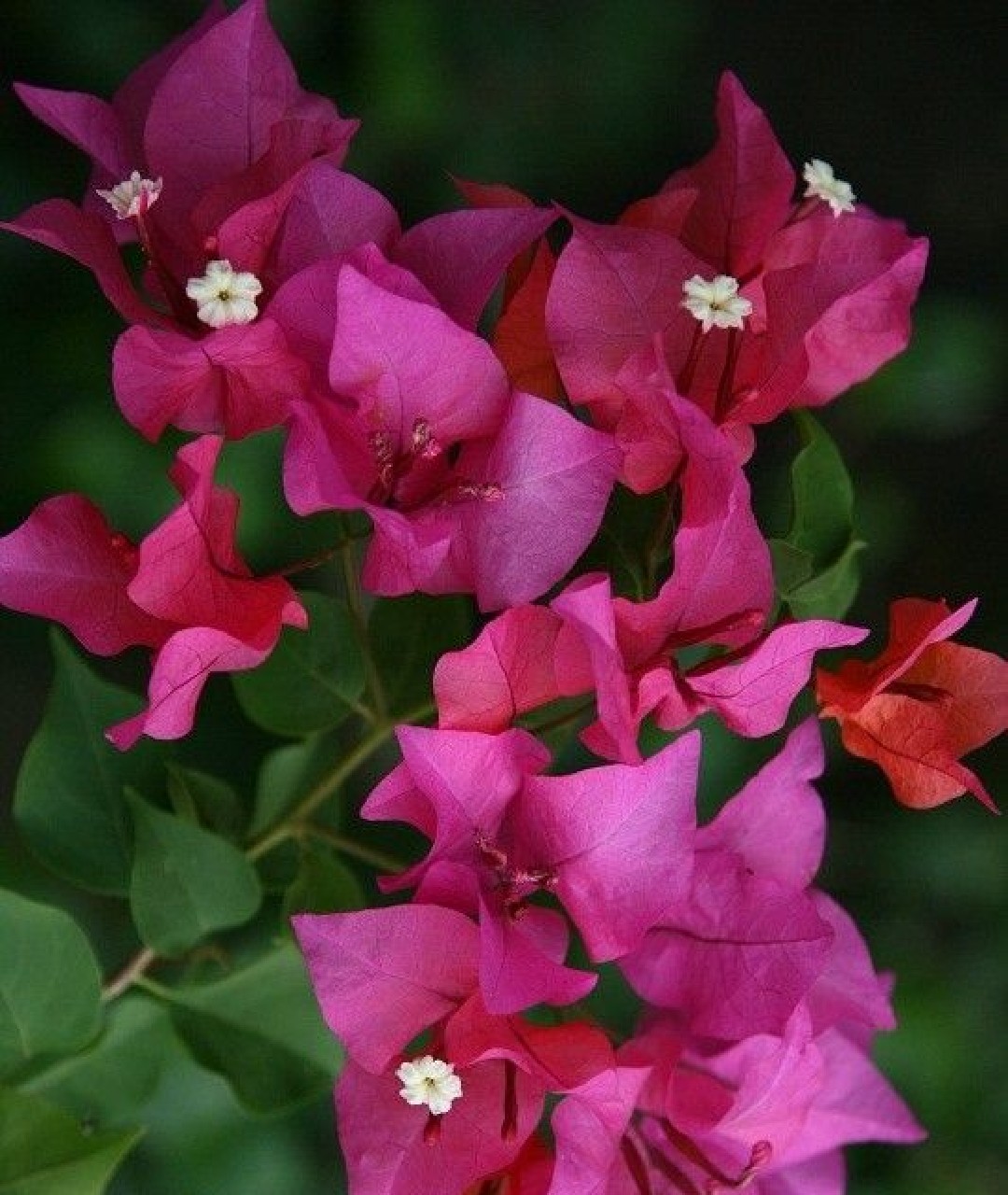 گل کاغذی سرخابی مقاوم