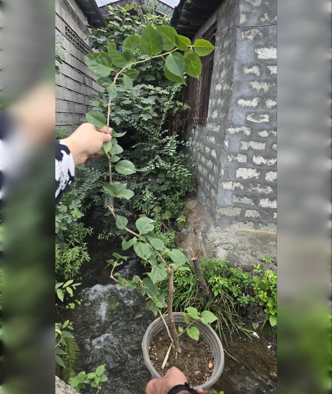 گل کاغذی سرخابی مقاوم - تصویر 2