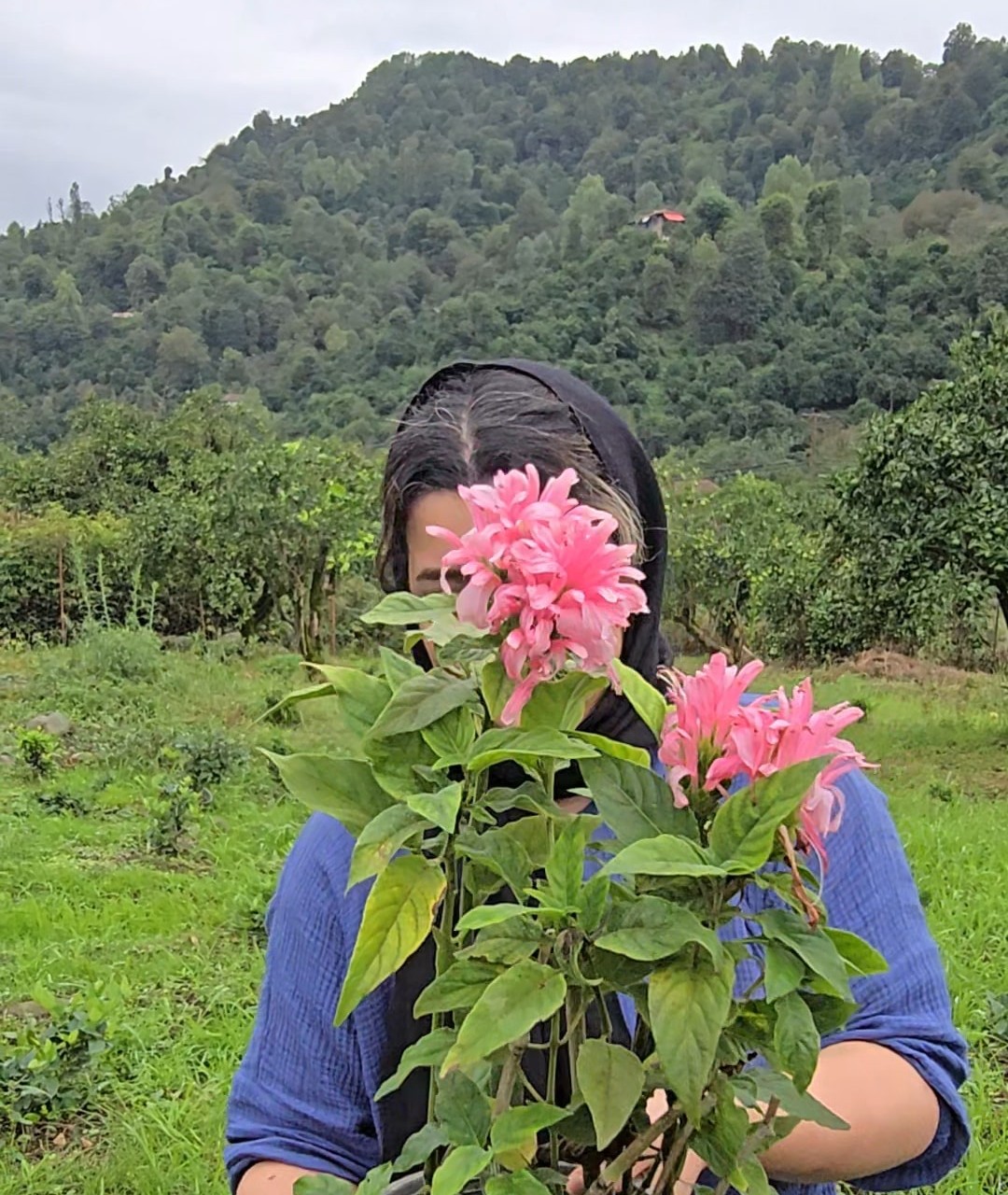 جاستیسیا گل مشعلی صورتی