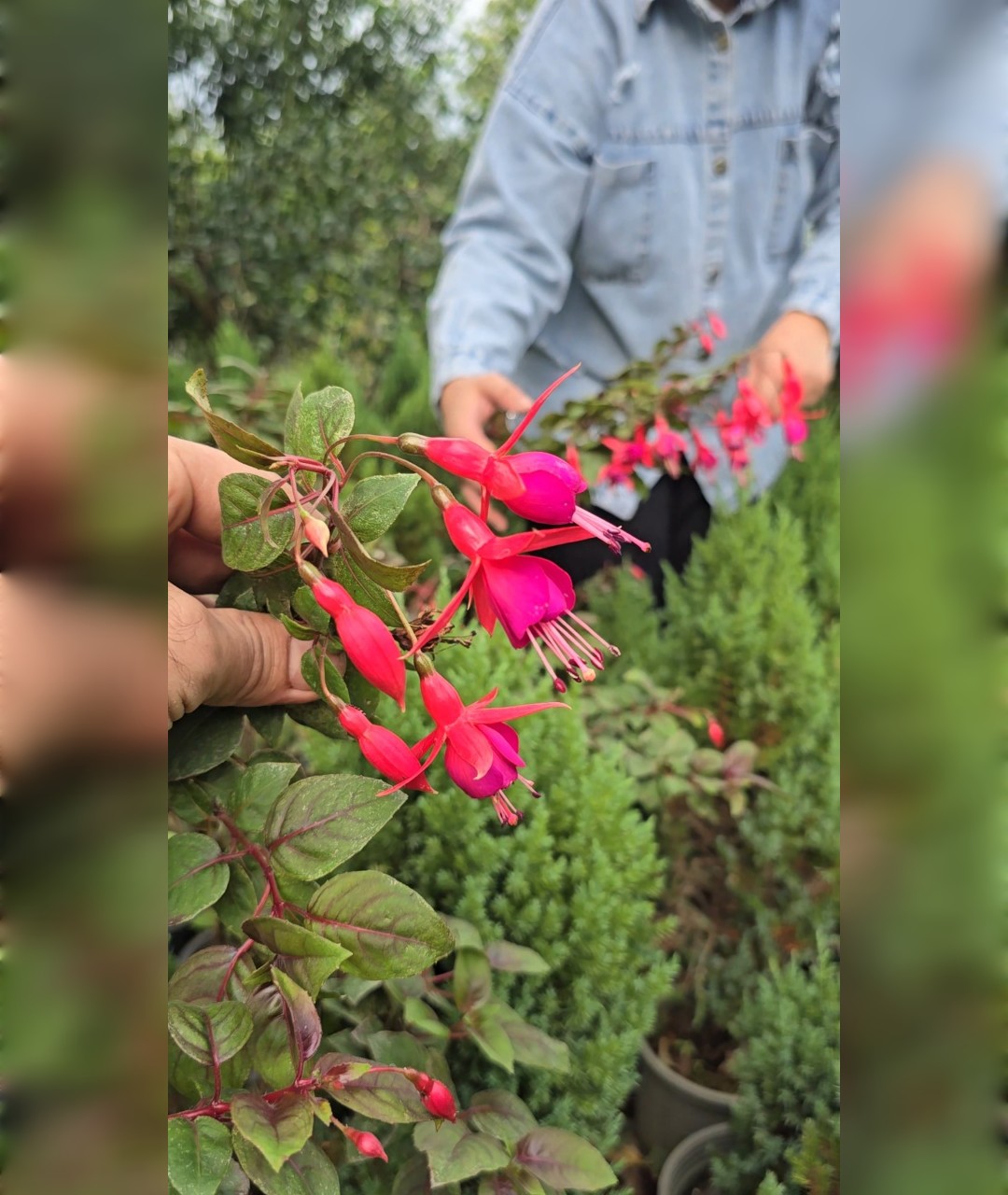 گل گوشوار فوشیا - تصویر 2