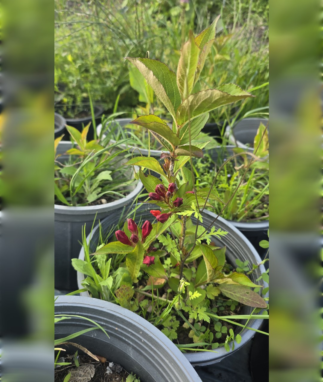 یاس وایگیلیا سرخابی قرمز - تصویر 2