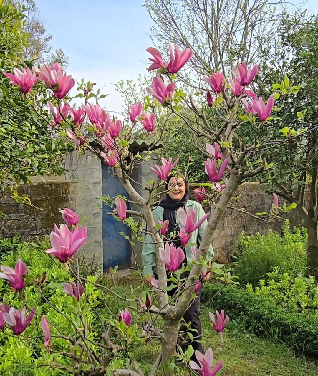 مگنولیا بنفش زمستانه سایز کوچک