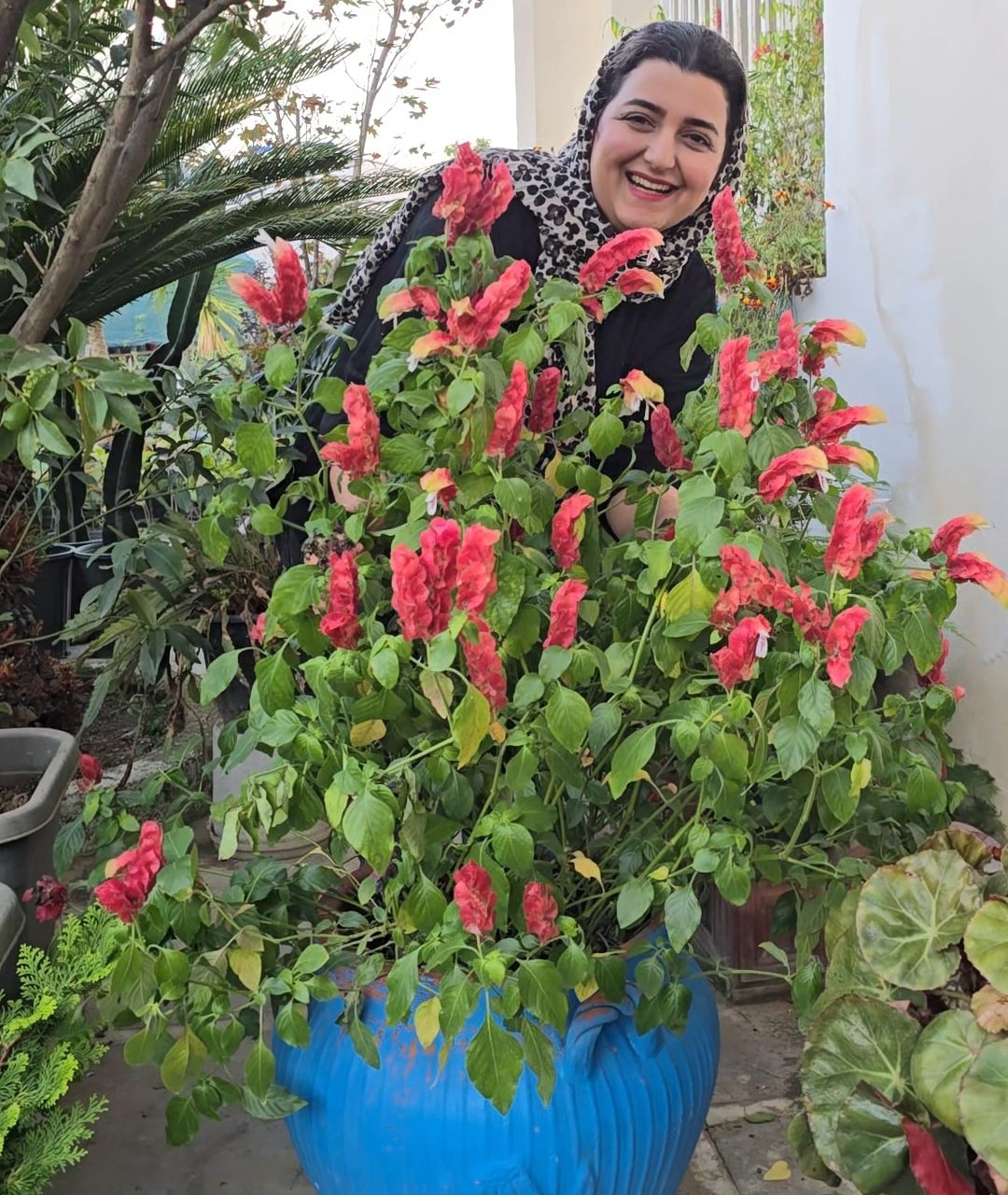گل بلپرون میگو مشعلی