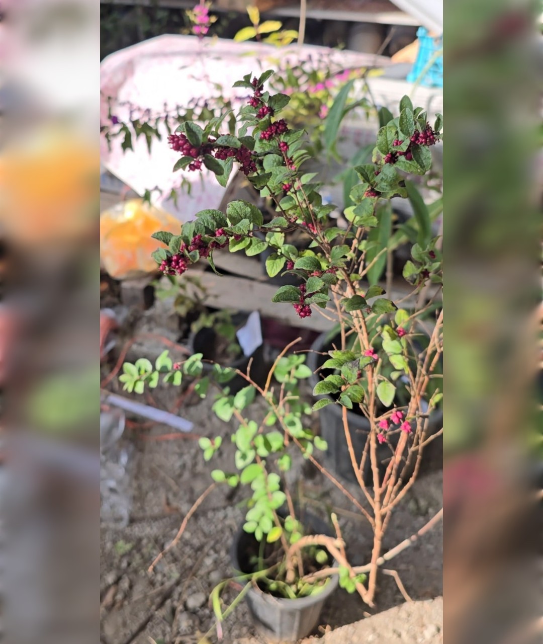 درختچه گل مروارید زرشکی قرمز - تصویر 3