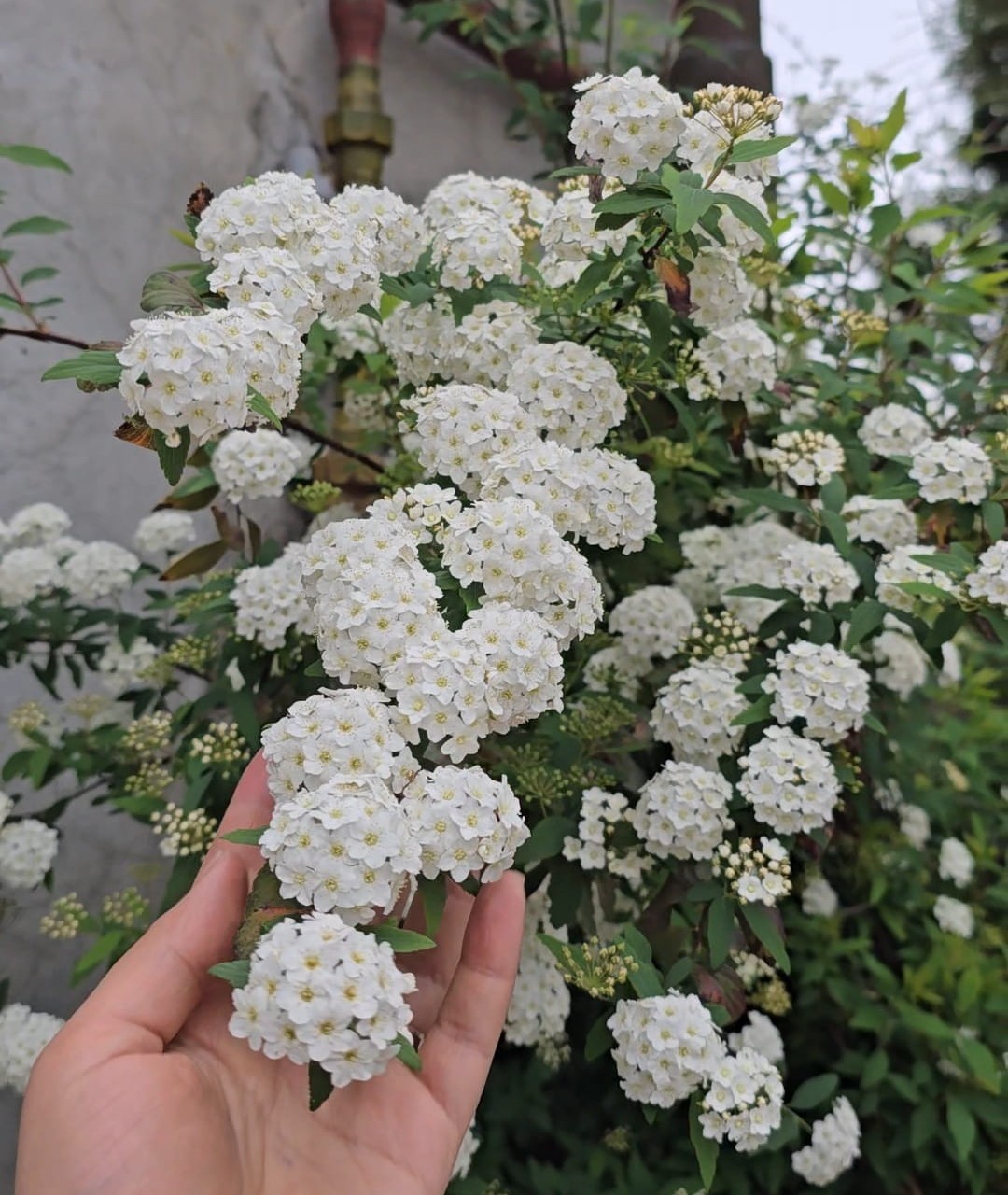 اسپیره سفید بزرگ و پربوته