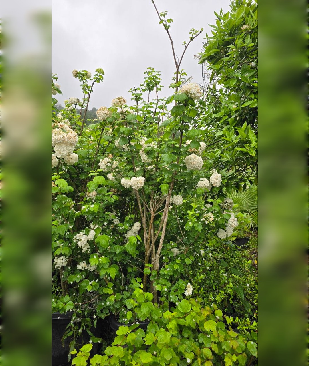 درخت بوداغ سایز جعبه - تصویر 3