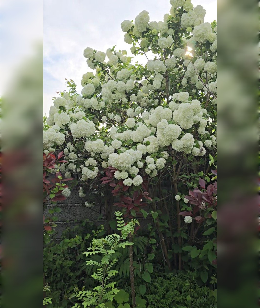 درخت بوداغ سایز جعبه - تصویر 2