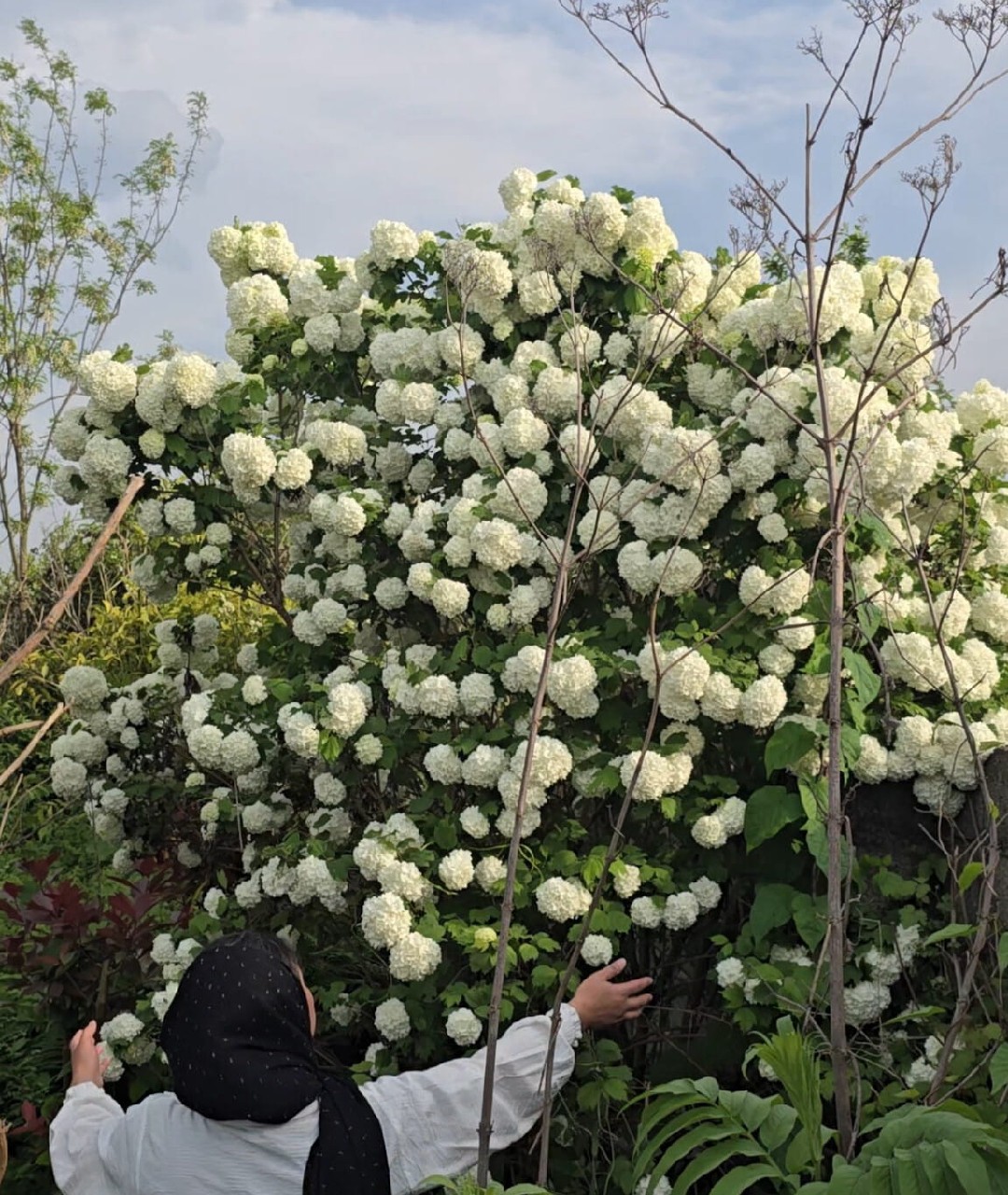 درخت بوداغ سایز جعبه