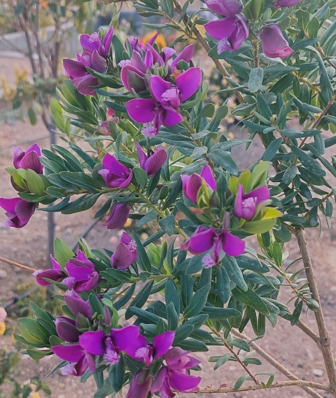 درختچه پرطاووسی بنفش