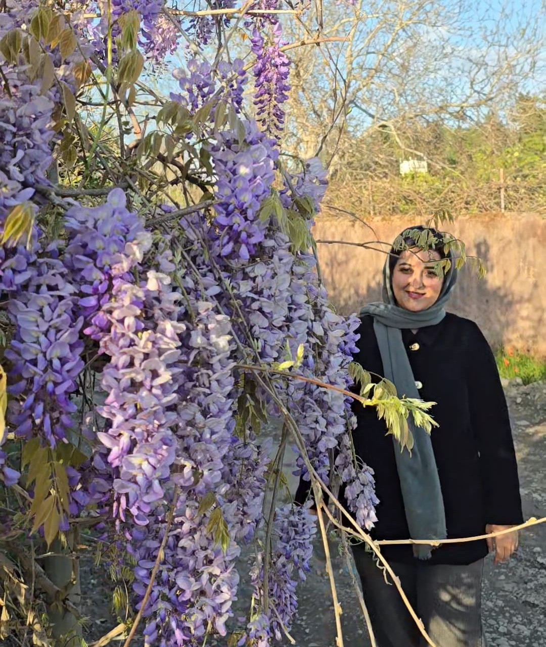 درختچه بزرگ ویستریا گلیسین بنفش خوشه بلند
